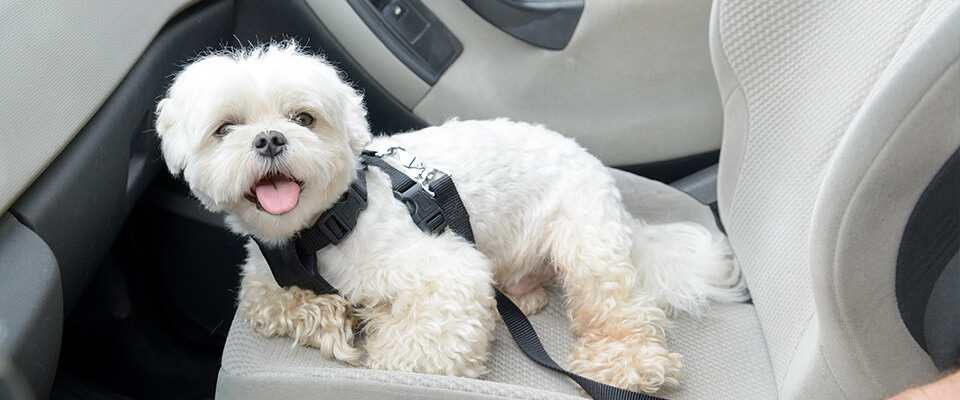 Small dog in car with harness
