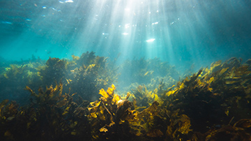 Using seaweed as a renenewable marine resource